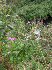 Epilobium hirsutum