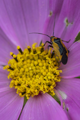 Neocapsus