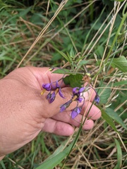 Solanum dulcamara