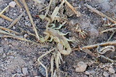 Chihuahuanus russelli