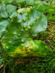 Puccinia asarina