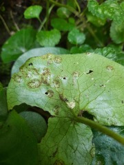 Puccinia asarina