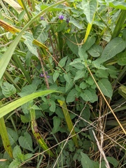 Solanum dulcamara