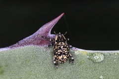Peltophorus polymitus