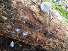 Mycena amicta