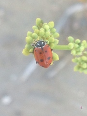 Hippodamia convergens