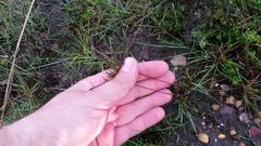 Oxalis polyphylla polyphylla