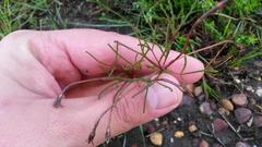 Oxalis polyphylla polyphylla