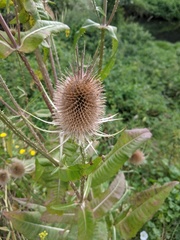 Dipsacus fullonum