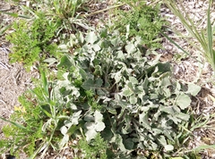 Centaurea sphaerocephala