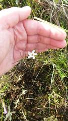 Oxalis polyphylla polyphylla