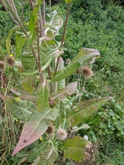 Dipsacus fullonum