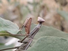 Iris oratoria