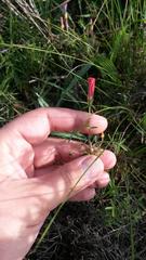 Oxalis pendulifolia