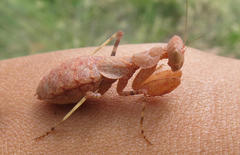 Ligariella