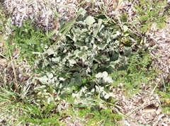 Centaurea sphaerocephala