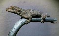 Homopholis walbergii