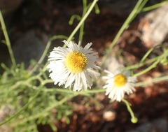 Erigeron neomexicanus