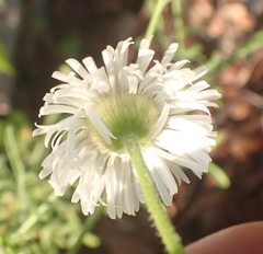 Erigeron neomexicanus