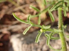 Erigeron neomexicanus