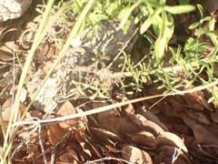 Erigeron neomexicanus