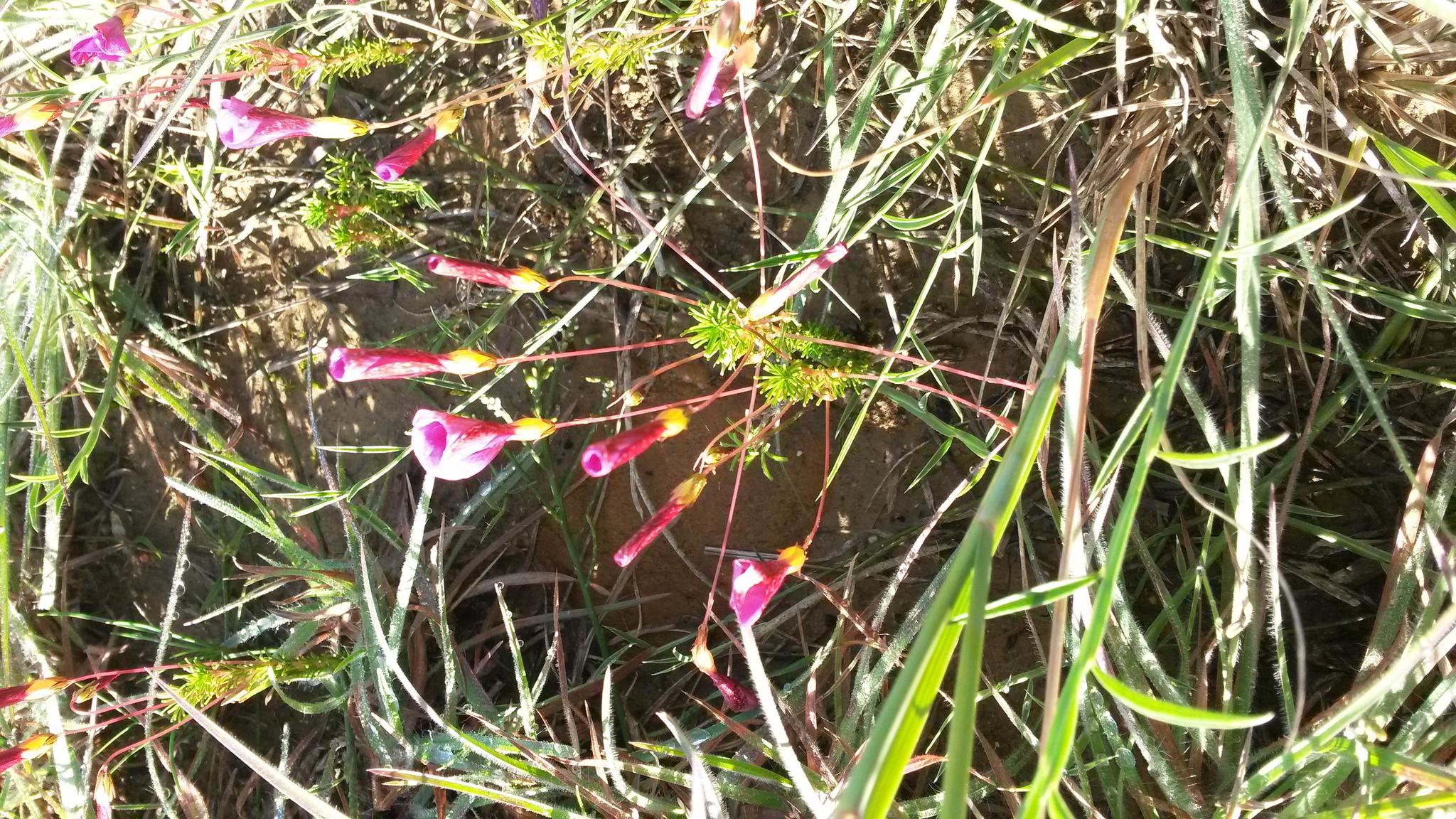 Oxalis confertifolia (Kuntze) R.Knuth