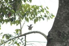 Turdus assimilis