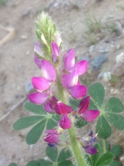 Lupinus hirsutissimus
