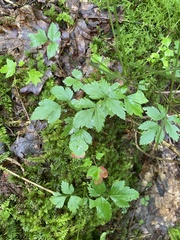 Xanthorhiza simplicissima