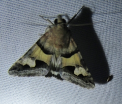 Melipotis perpendicularis