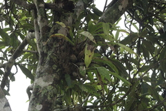 Catasetinae