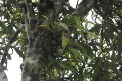 Catasetinae