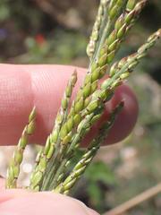 Eriochloa acuminata