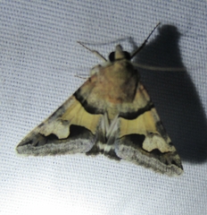 Melipotis perpendicularis