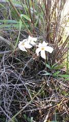 Oxalis polyphylla polyphylla