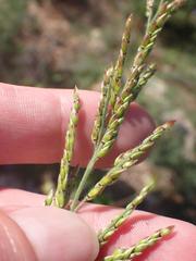 Eriochloa acuminata
