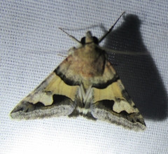 Melipotis perpendicularis