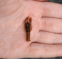 Pacifastacus leniusculus