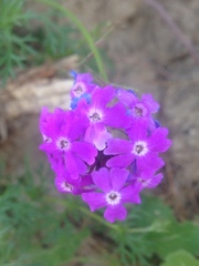 Verbena pulchella