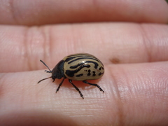 Calligrapha dislocata