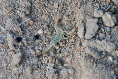 Chihuahuanus russelli