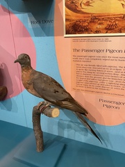 Ectopistes migratorius