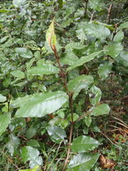 Trichocladus crinitus