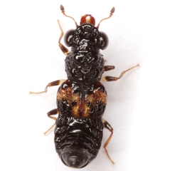 Megalopinus caelatus