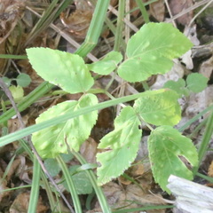 Aegopodium podagraria