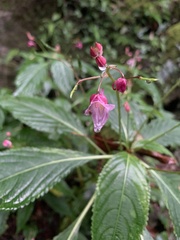 Impatiens devolii