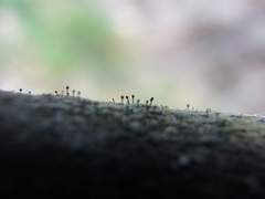 Phaeocalicium curtisii