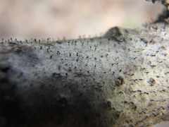 Phaeocalicium curtisii