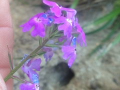 Verbena pulchella
