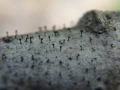 Phaeocalicium curtisii